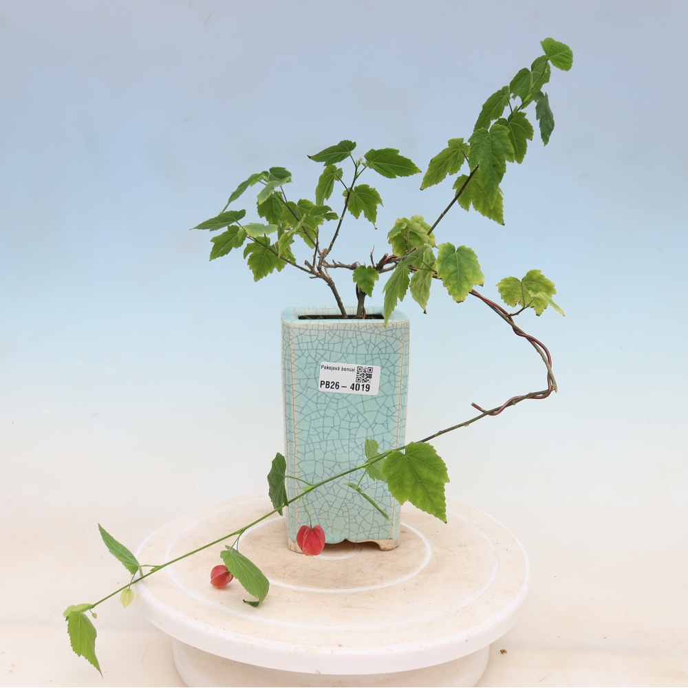 Zimmerbonsai - Abutilon Big Bell - Moltebeere