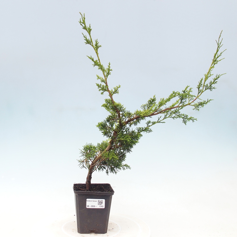 Bonsai für draußen - Juniperus chinensis Itoigawa