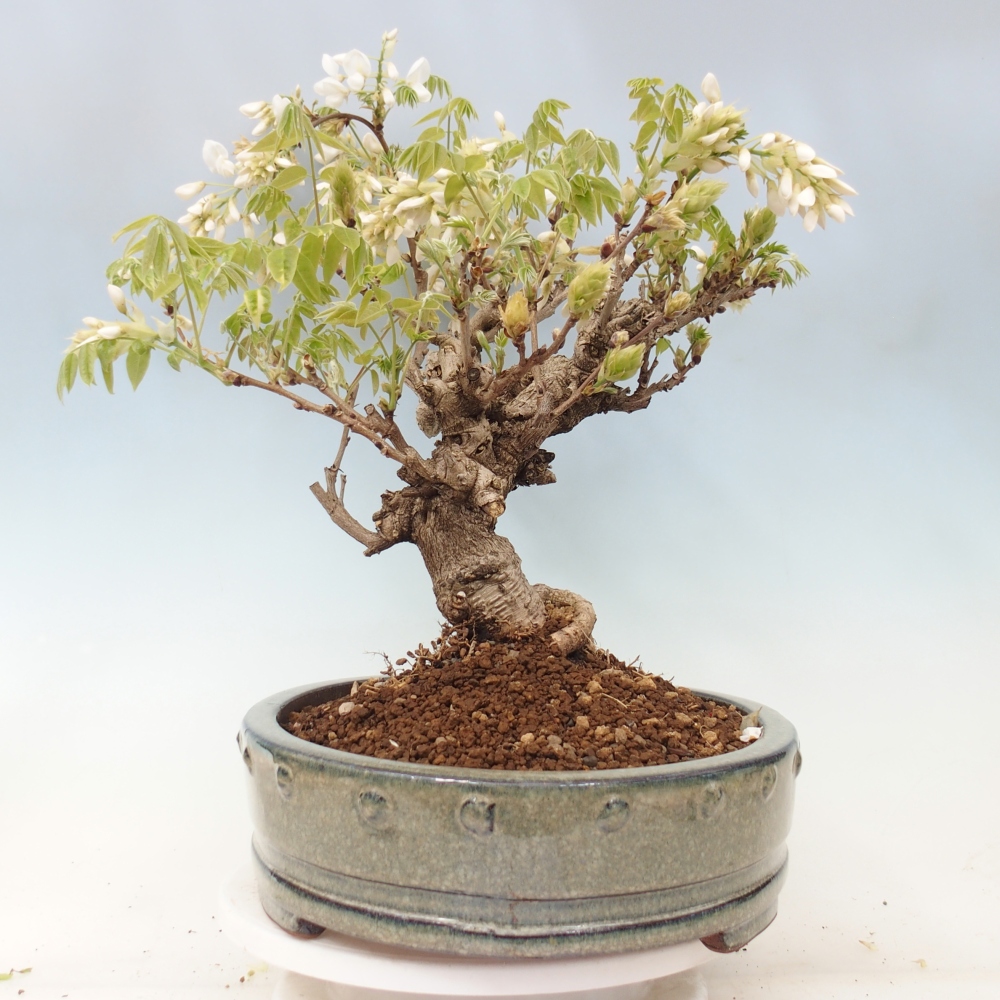 Bonsai für draußen - Vistaria - Glyzinie