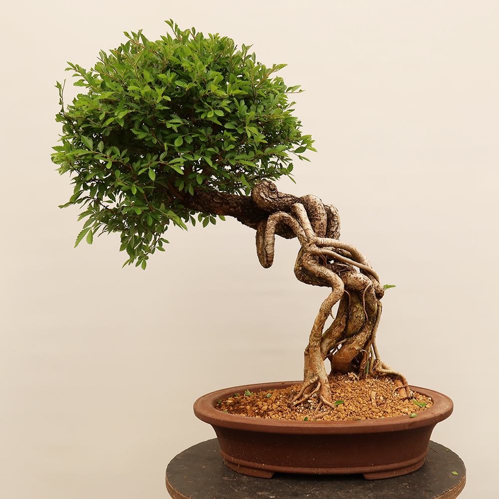 Bonsai für draußen - Zelkova - Zelkova NIRE