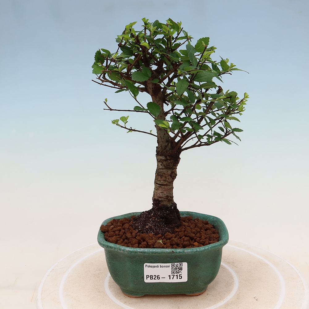 Zimmerbonsai - Ulmus parvifolia - Kleinblättrige Ulme