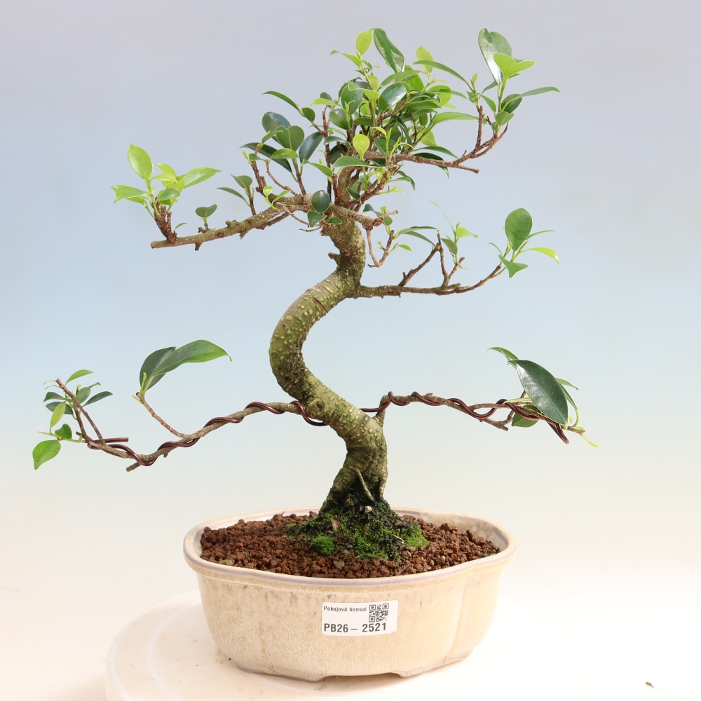 Zimmerbonsai - Ficus retusa - Kleinblättriger Ficus