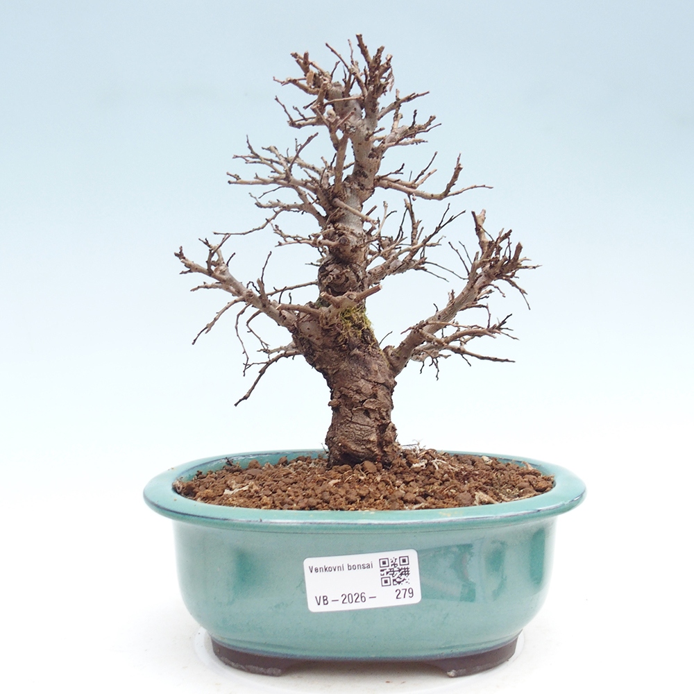 Bonsai für draußen - Zelkova - Zelkova NIRE