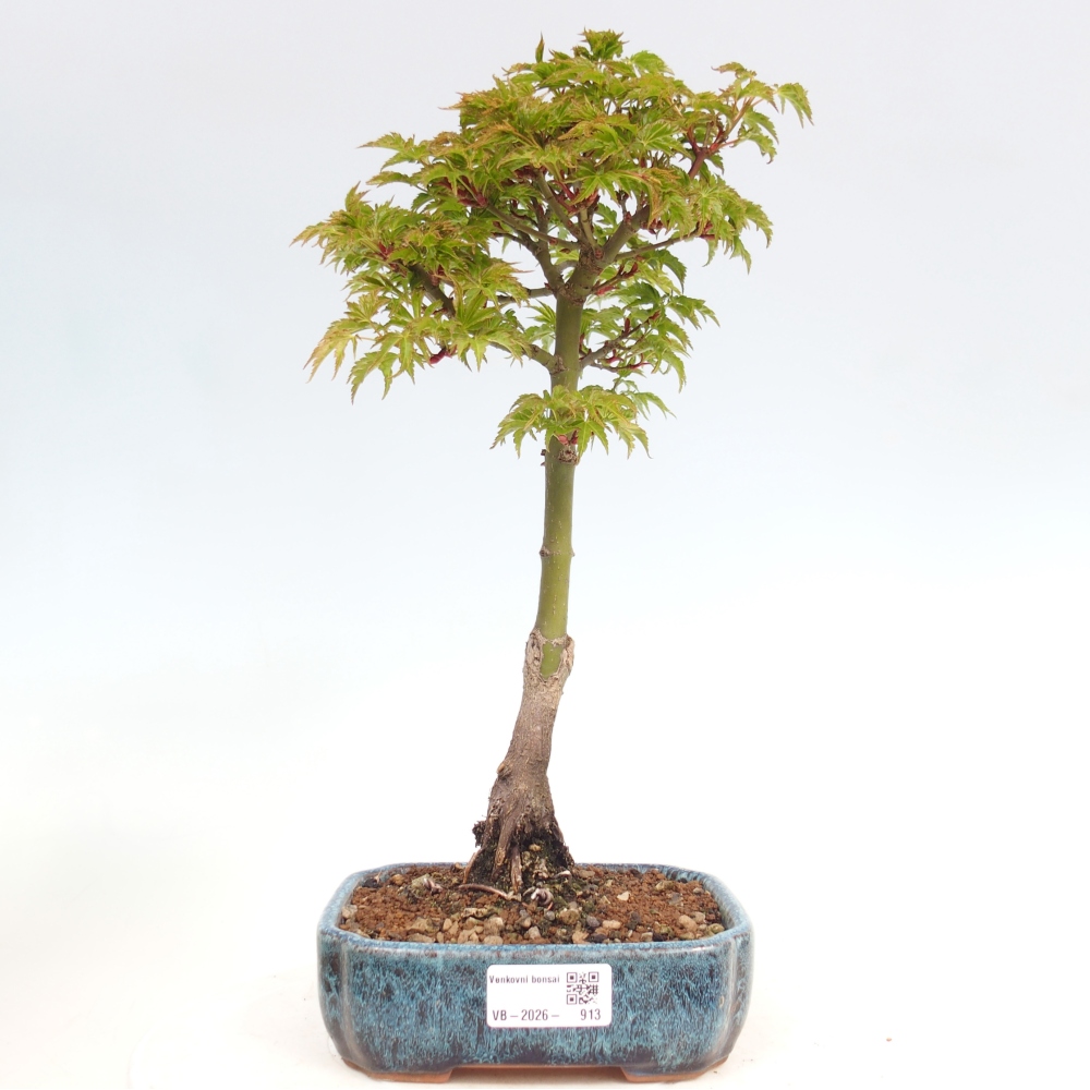 Bonsai für draußen -Javor-Palme Acer palmatum Shishigashira