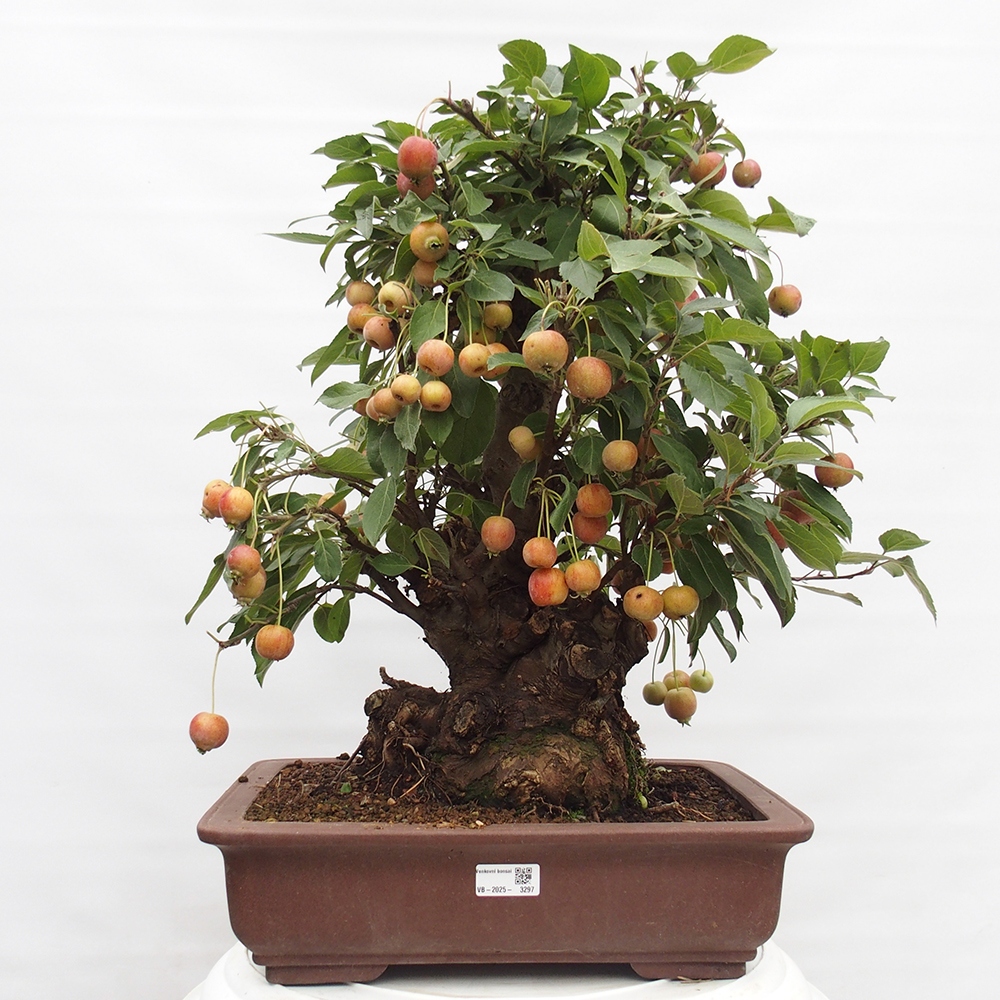 Outdoor-Bonsai -Malus halliana - Kleinfrüchtiger Apfelbaum