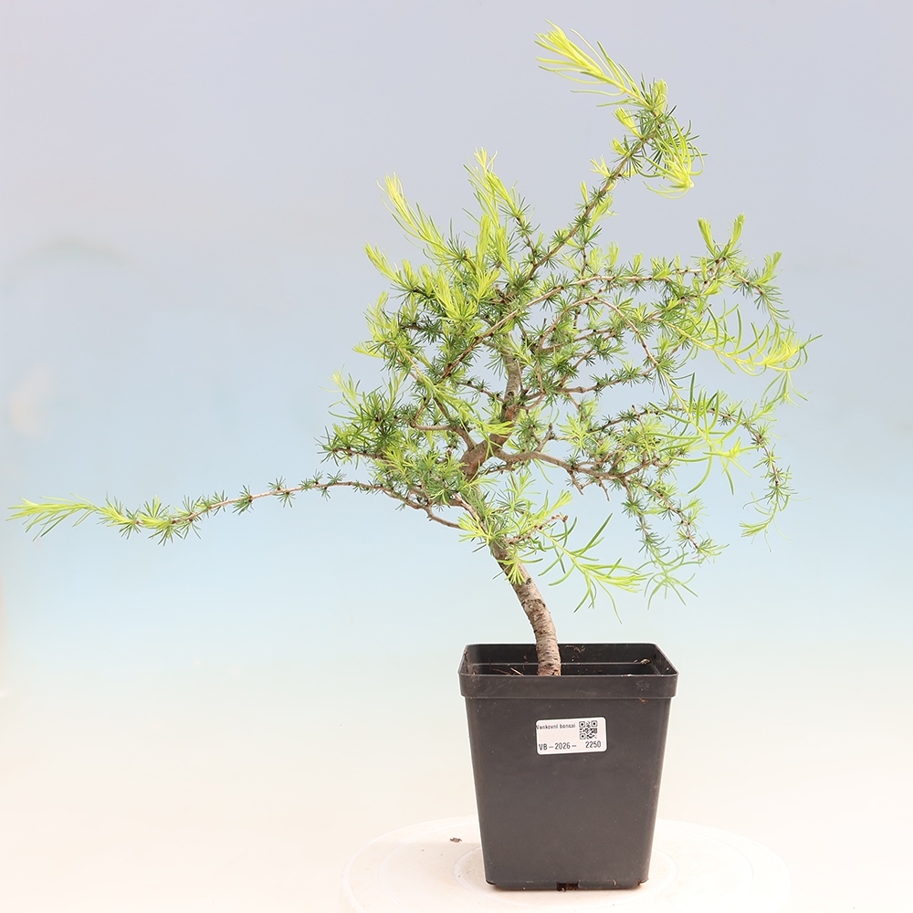 Bonsai für draußen -Larix decidua - Lärche