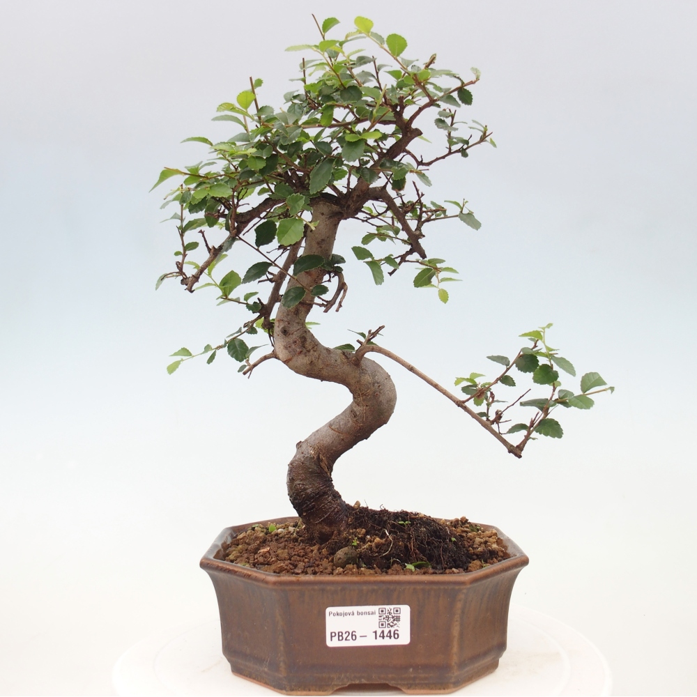 Zimmerbonsai - Ulmus parvifolia - Kleinblättrige Ulme