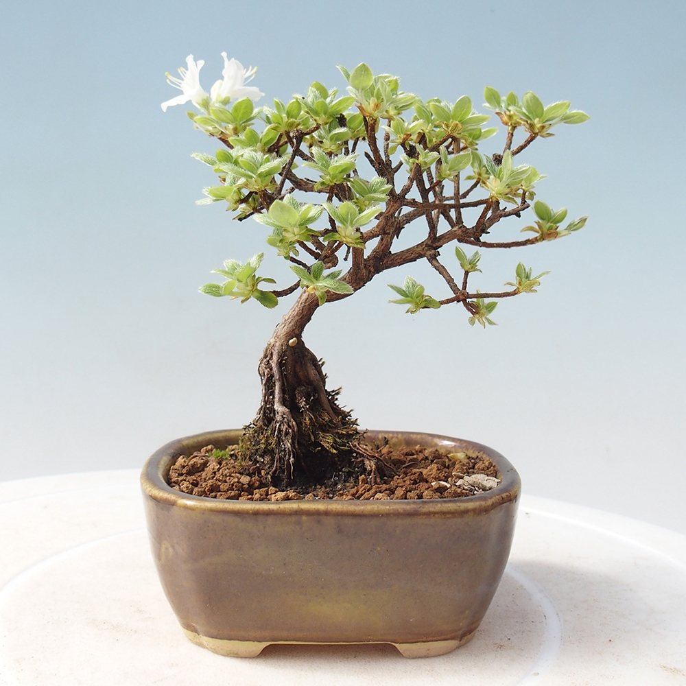 Bonsai für draußen - Rhododendron indicum - Japanische Azalee