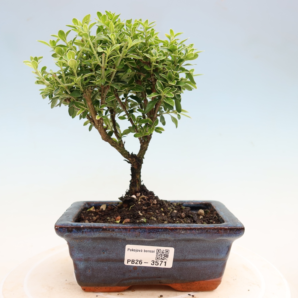 Zimmerbonsai - Serissa foetida Variegata - Baum der Tausend Sterne