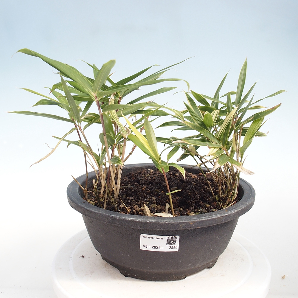 Bonsai für draußen - Sasaella masamuneana Albostriata - Bambus