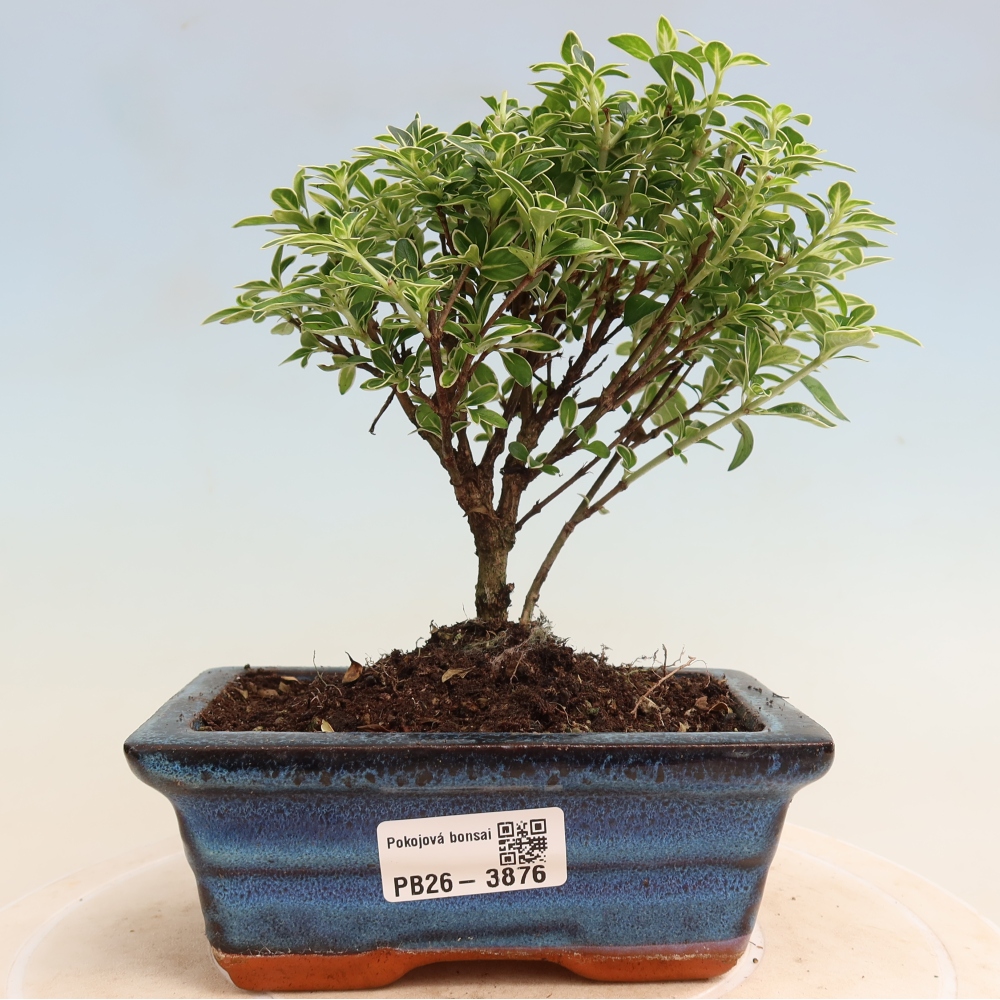 Zimmerbonsai - Serissa foetida Variegata - Baum der Tausend Sterne