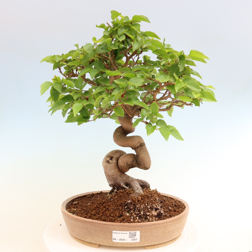 Bonsai für draußen - Karpinus Coreana - Koreanische Hainbuche