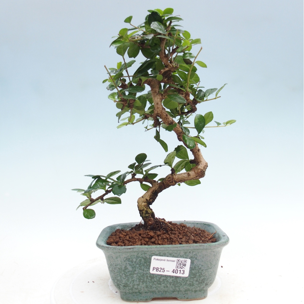 Zimmer-Bonsai - Carmona macrophylla - Tee-Fuki