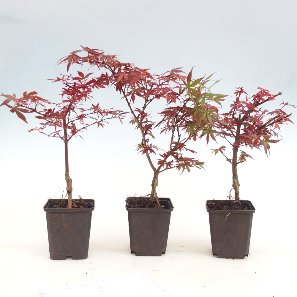 Bonsai für draußen - Acer palmatum Berry Broom im Container