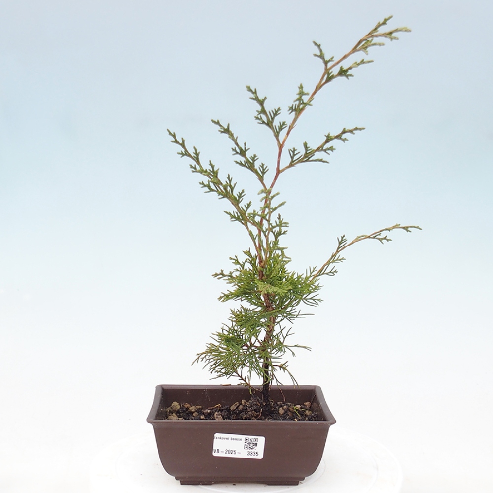 Bonsai für draußen - Juniperus chinensis Itoigawa