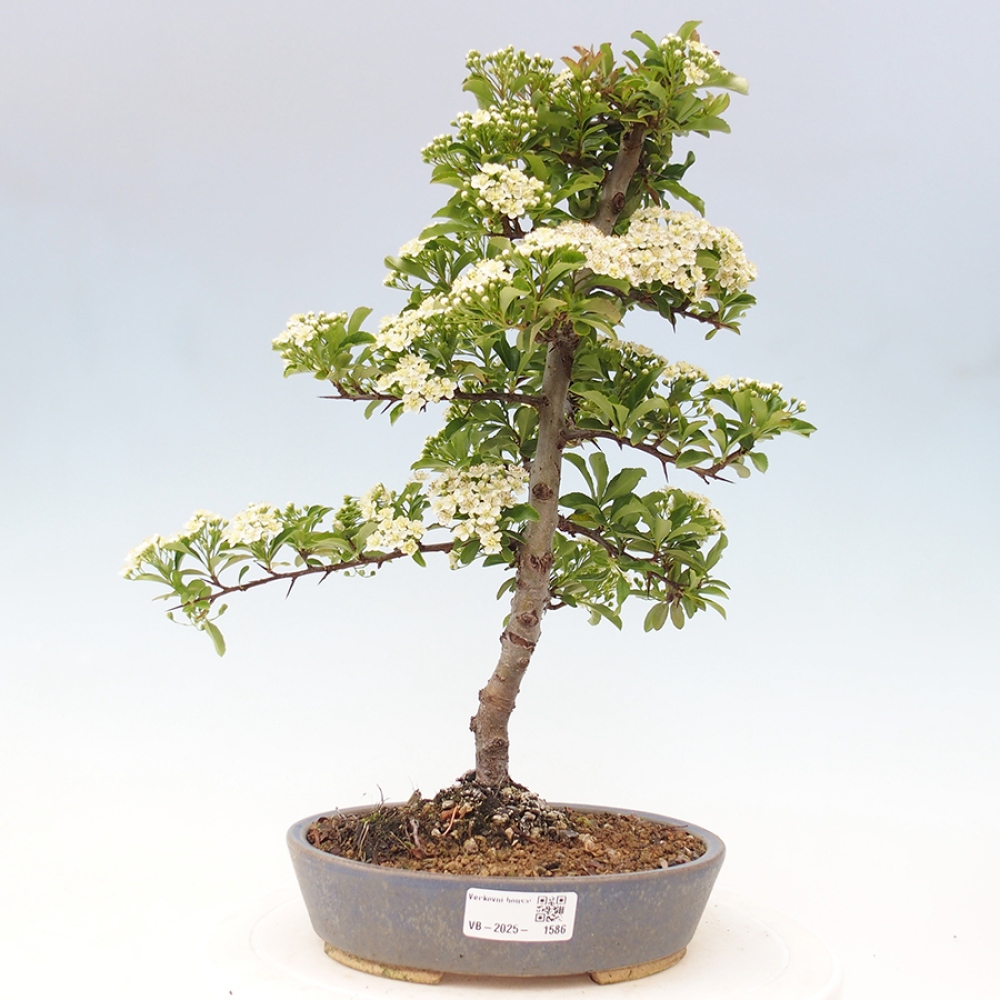 Freiland-Bonsai-Pyracantha Teton -Hlox
