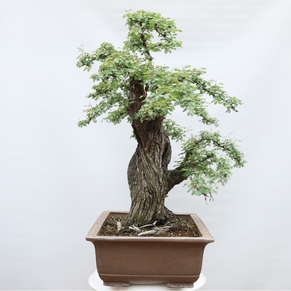 Zimmer Bonsai - Akazien Arabica
