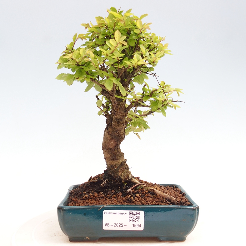 Bonsai für draußen - Zelkova - Zelkova NIRE