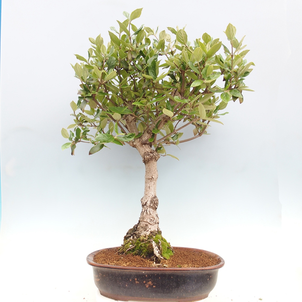 Bonsai für draußen - Kalina Bodnanská - Viburum carlesii hemsi