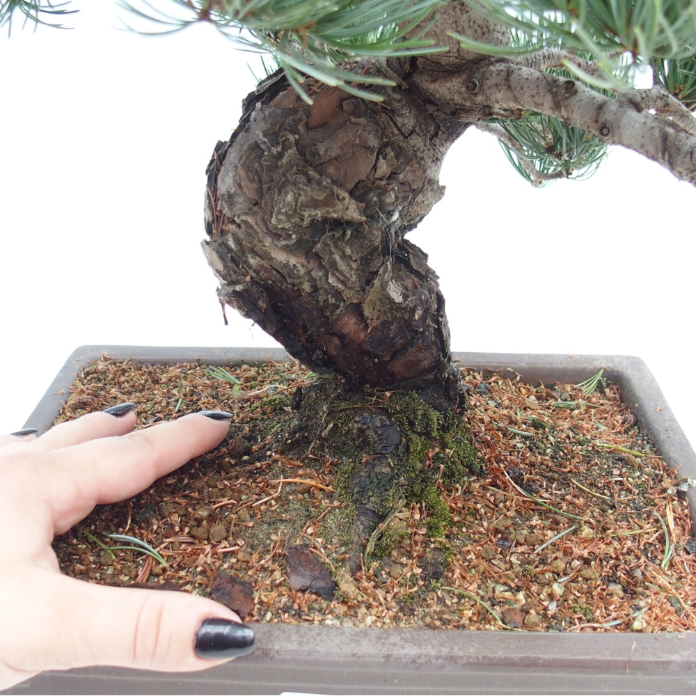Bonsai für draußen - Pinus parviflora - Pinus parviflora