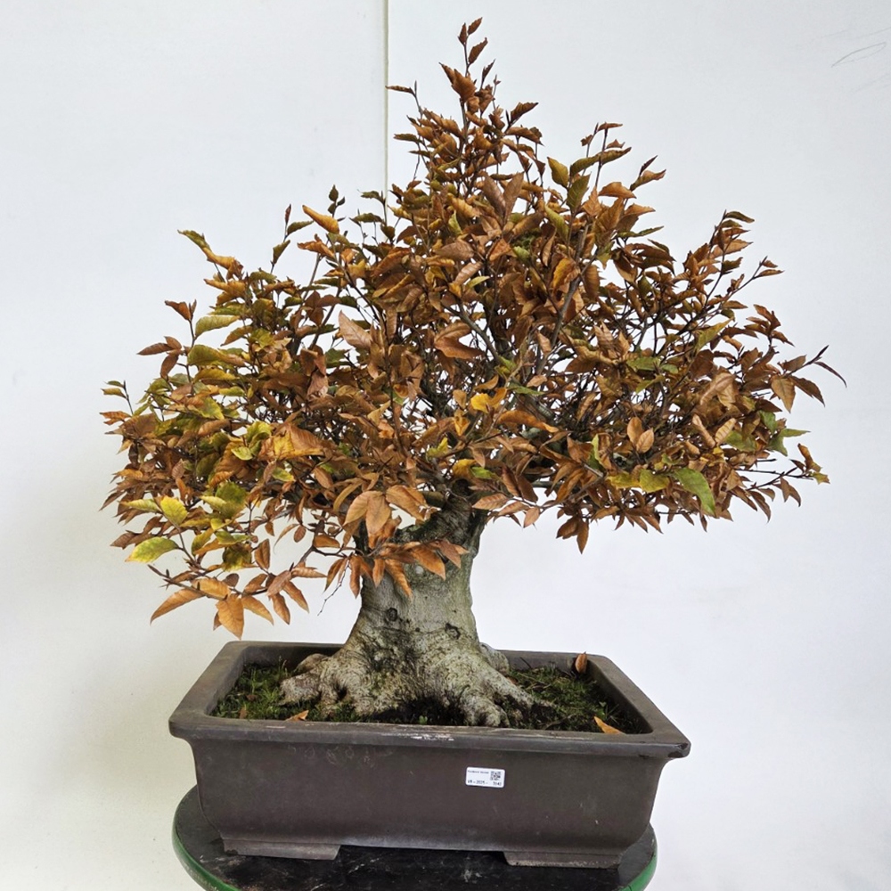 Bonsai für draußen - Fagus crenata