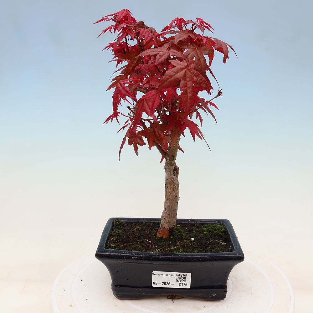Bonsai für draußen - Acer palmatum DESHOJO