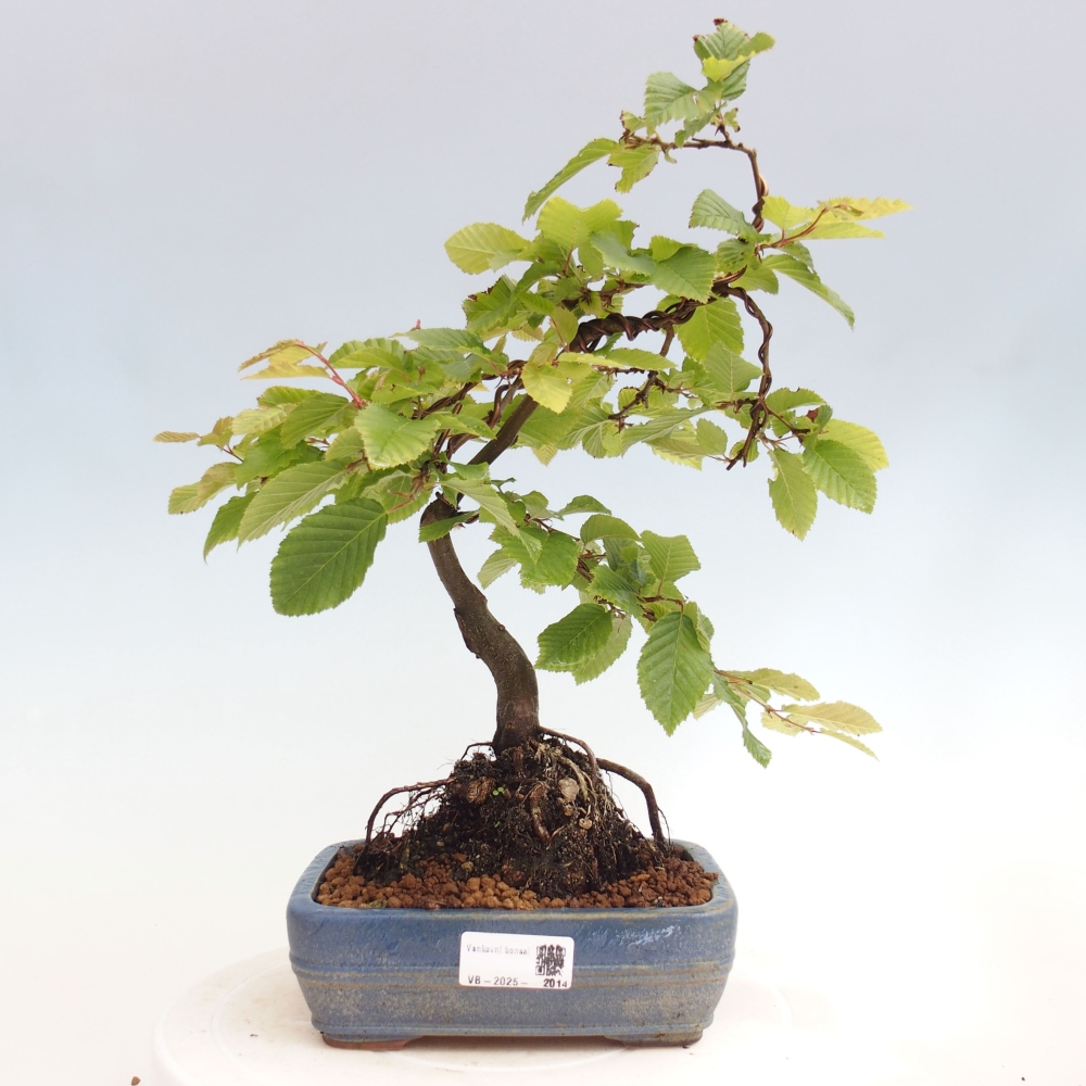 Bonsai für draußen - Hainbuche - Carpinus betulus