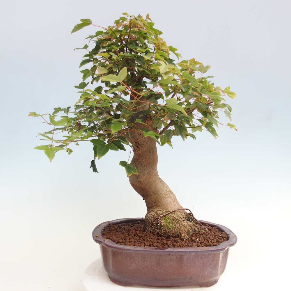 Bonsai für draußen - Acer Buergerianum - Bergahorn