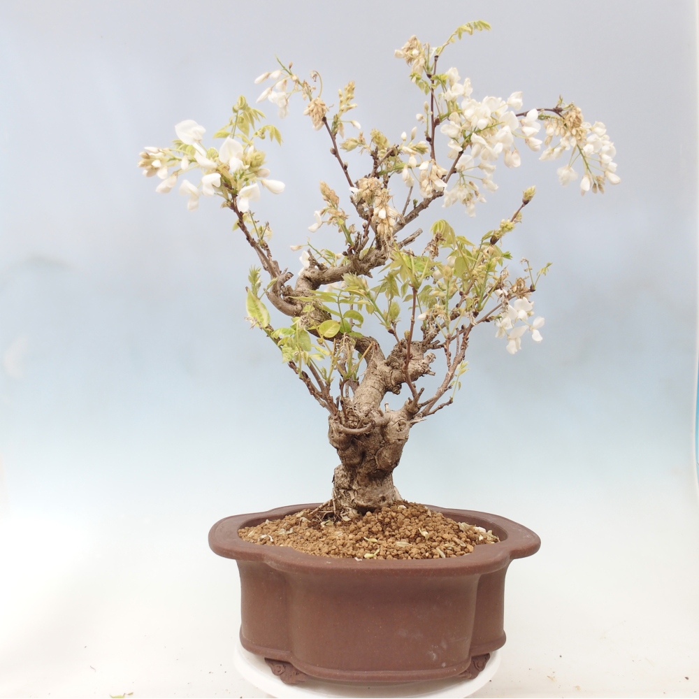 Bonsai für draußen - Vistaria - Glyzinie
