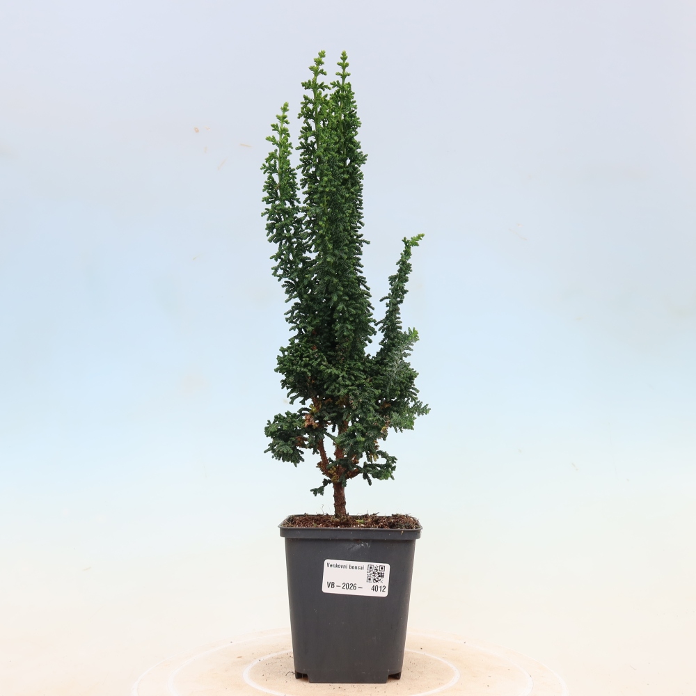 Bonsai für draußen - Cham. obtusa SEKKA HINOKI - Zypresse
