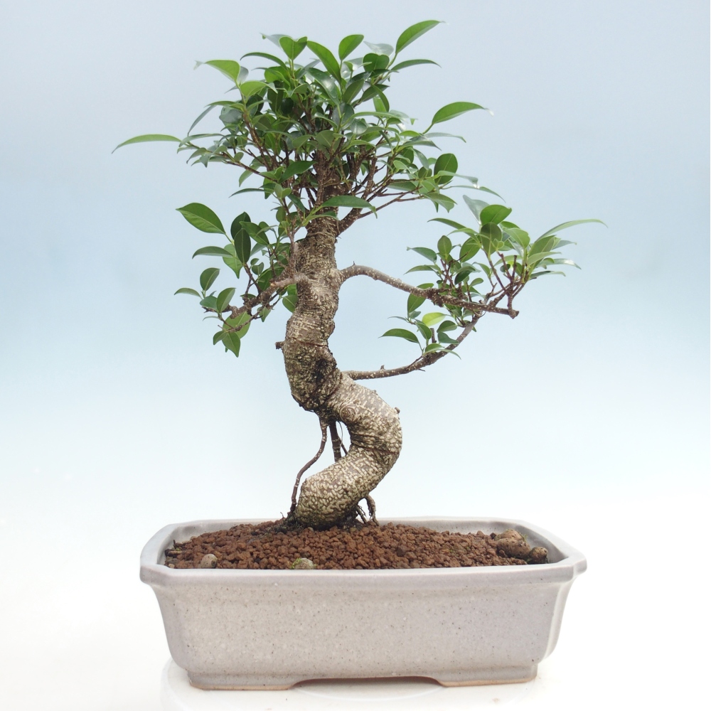 Zimmerbonsai - Ficus kimmen - Kleinblättriger Ficus