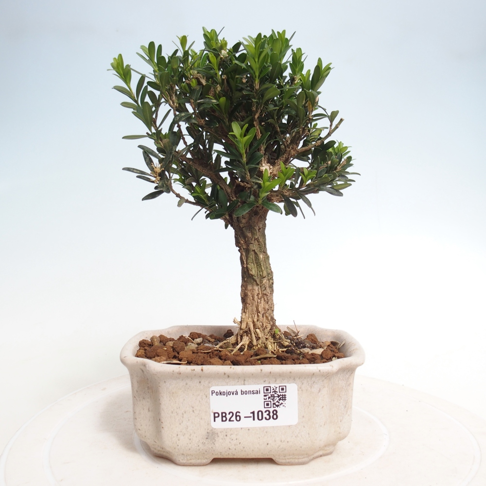 Zimmer Bonsai - Buxus harlandii - Korkbuxus
