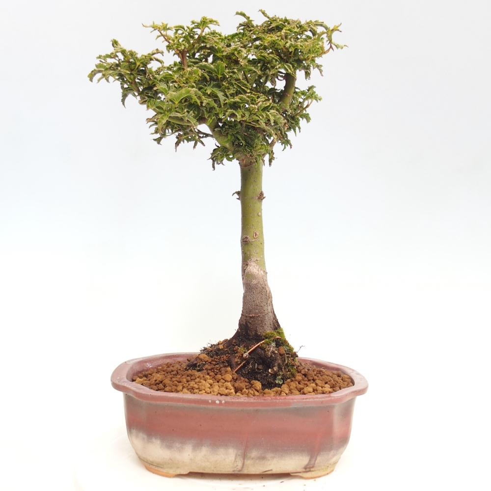Bonsai für draußen -Javor-Palme Acer palmatum Shishigashira