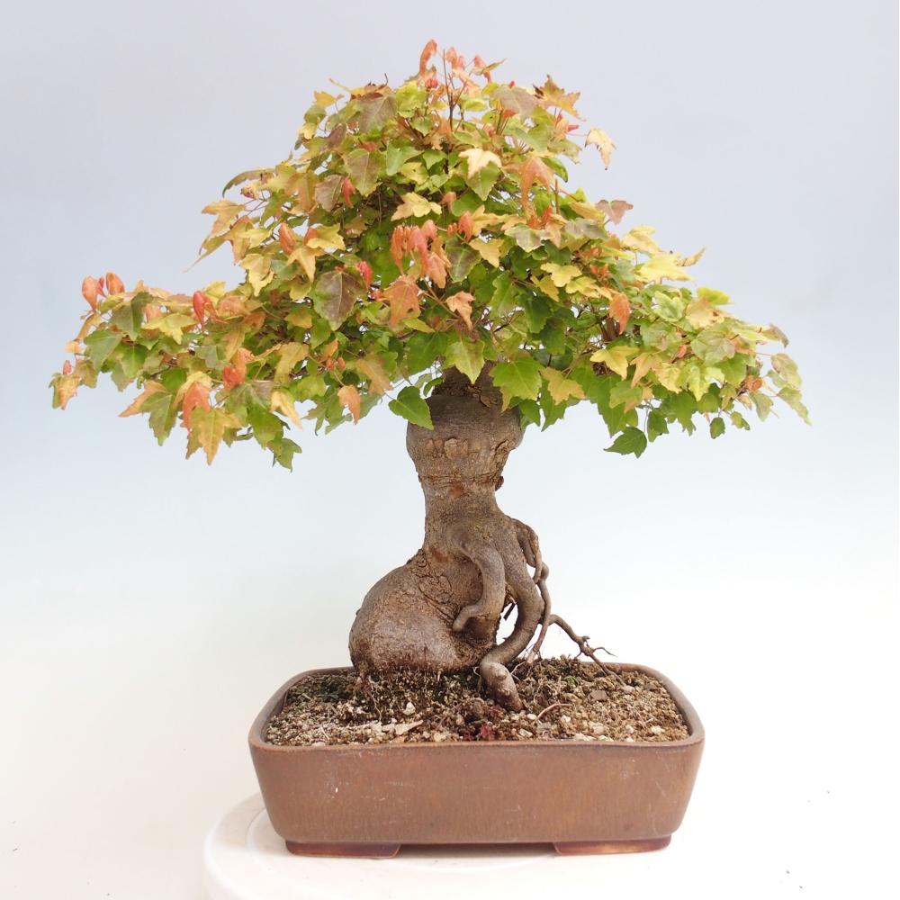 Bonsai für draußen - Acer Buergerianum - Bergahorn