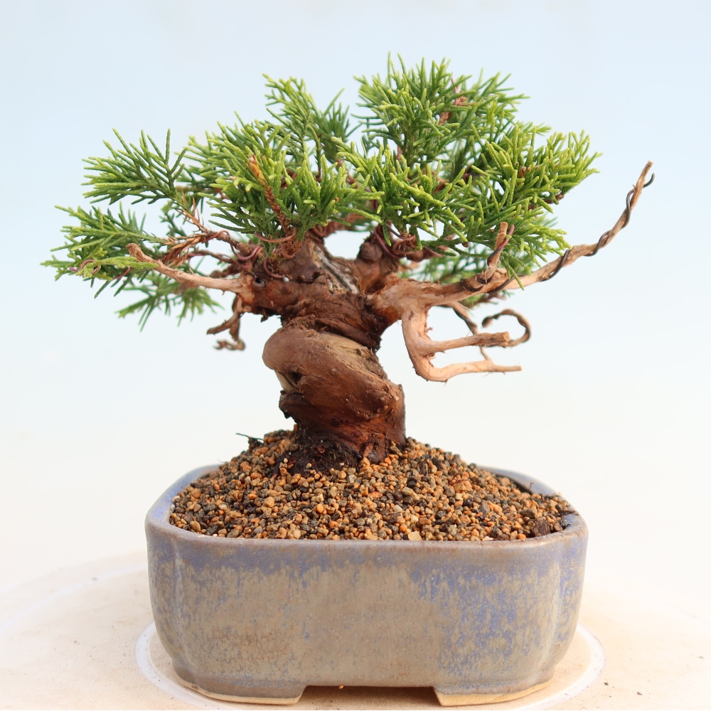 Bonsai für draußen - Juniperus chinensis Itoigawa