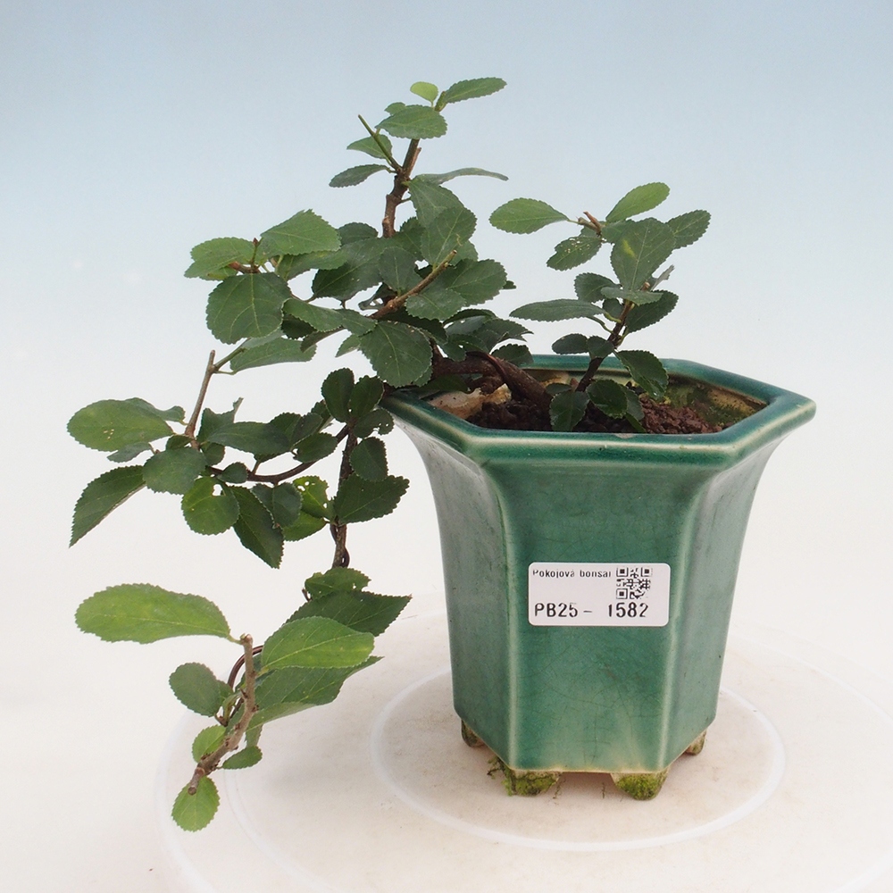 Zimmerbonsai - Grewia occidentalis - Lavendel Seestern