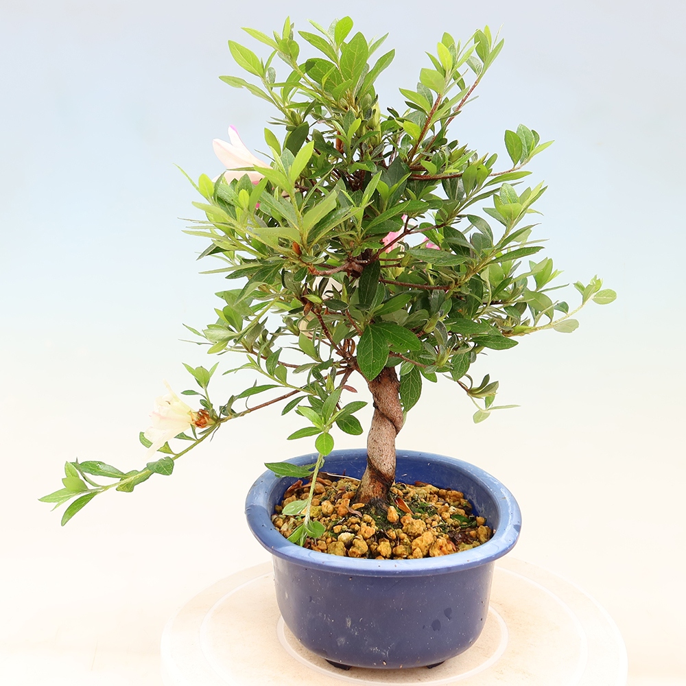 Bonsai für draußen - Japanische Azalee - Azalee Hand