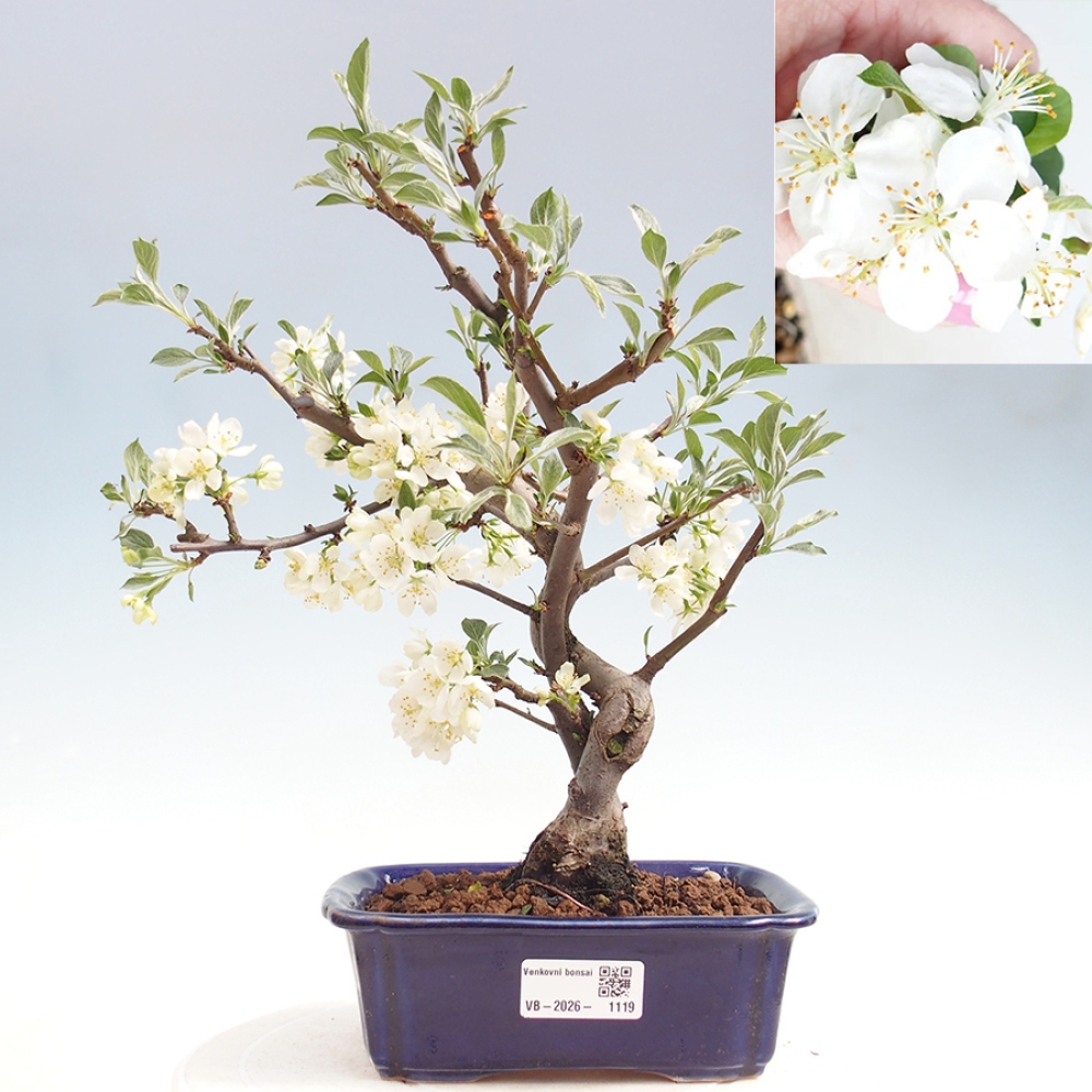 Outdoor Bonsai - Malus sargentii - Kleinfrüchtiger Apfelbaum