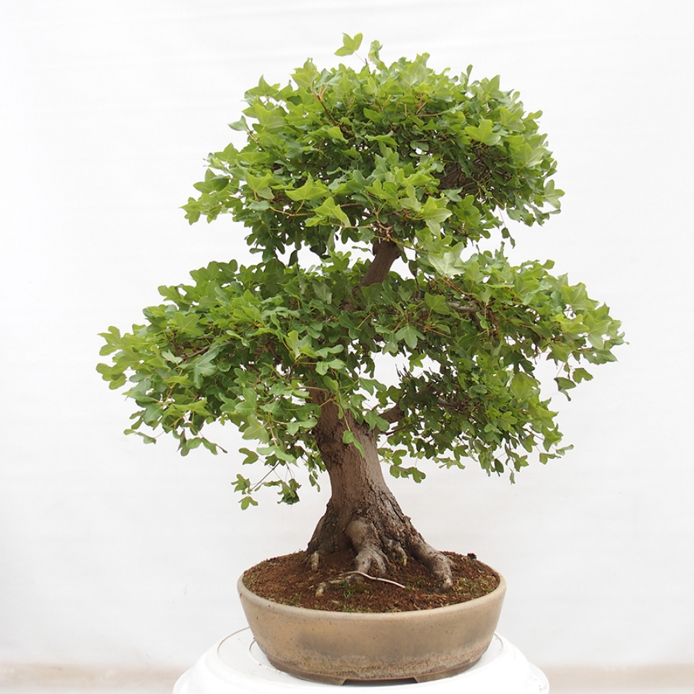 Bonsai für draußen - Französischer Ahorn - Acer Nonspessulanum