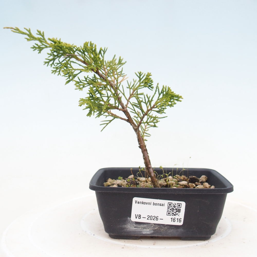 Bonsai für draußen - Juniperus chinensis Itoigawa