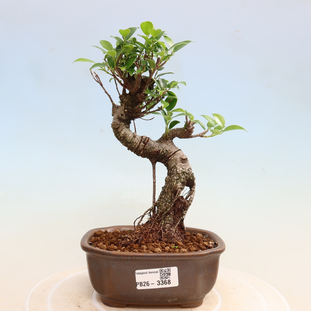 Zimmerbonsai - Ficus kimmen - Kleinblättriger Ficus