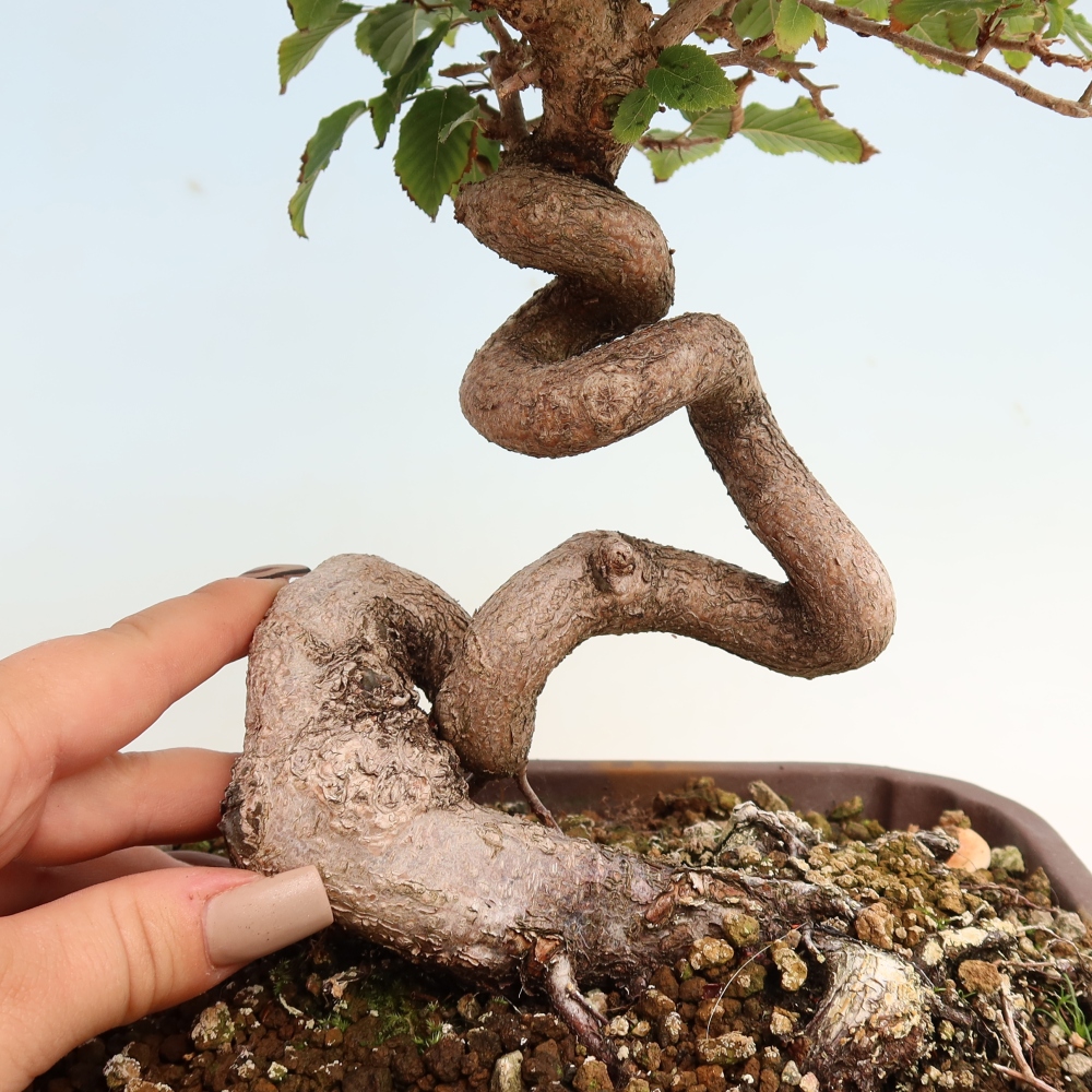 Bonsai für draußen -Carpinus CARPINOIDES - Koreanische Hainbuche