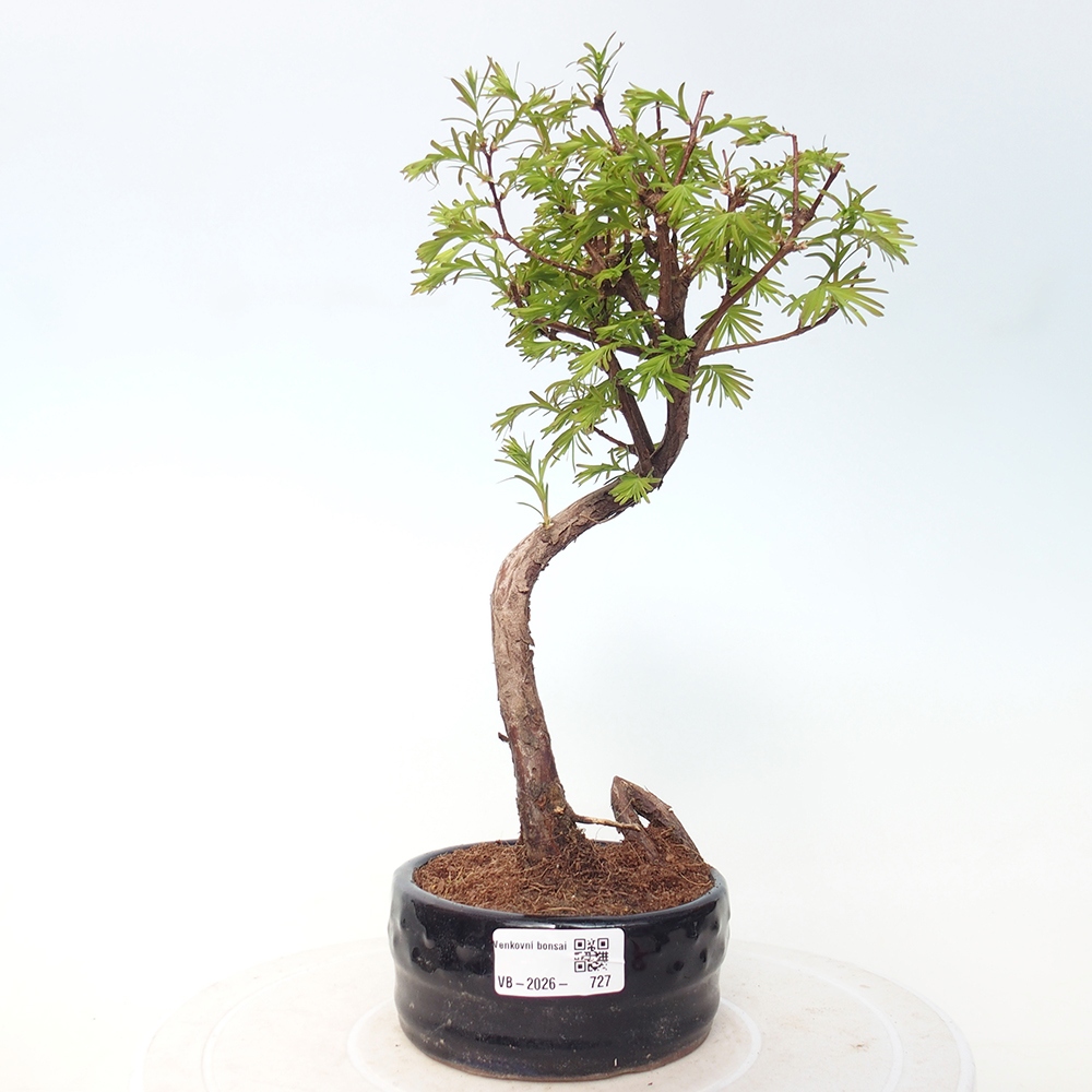 Bonsai für draußen - Metasequoia glyptostroboides - Chinesische Metasequoia