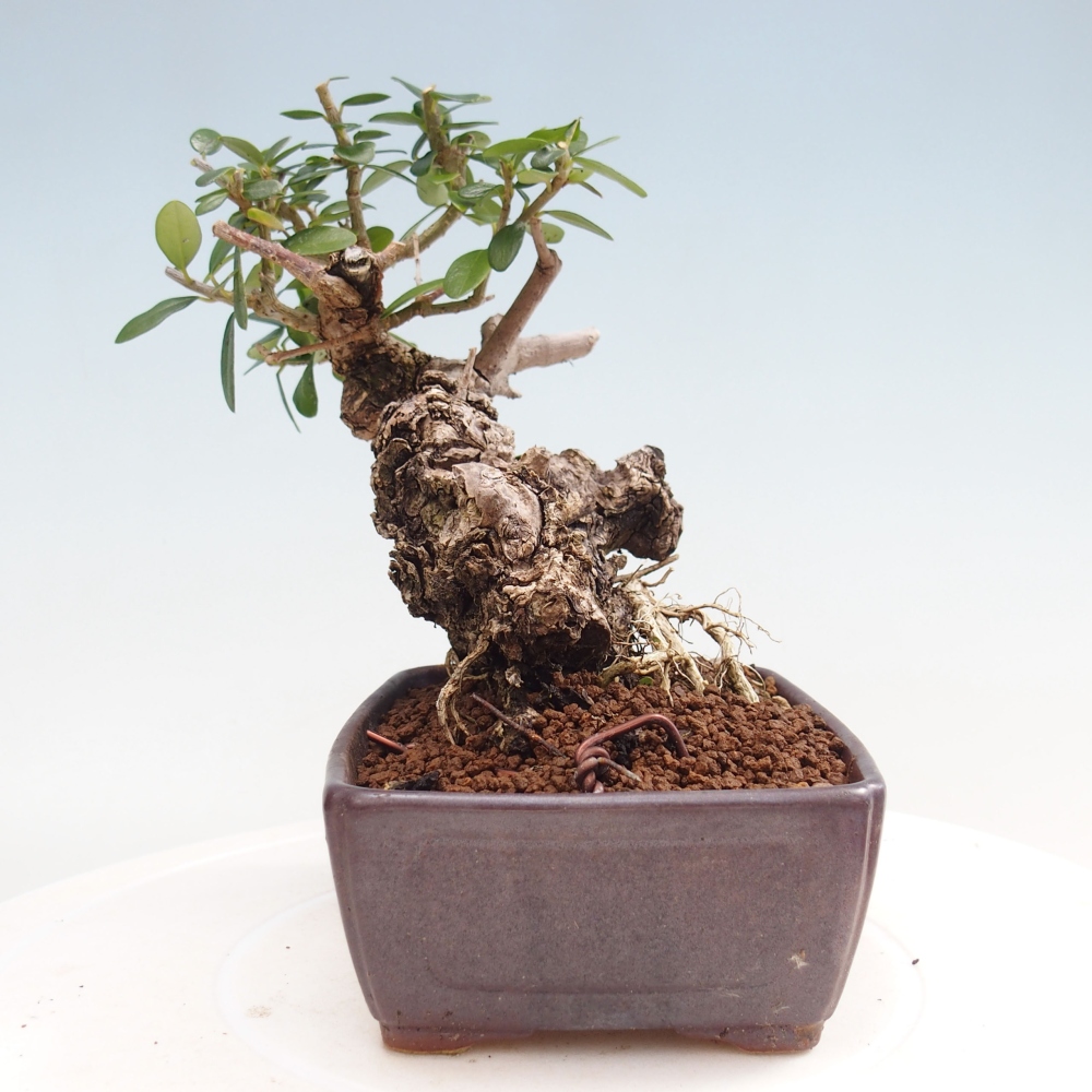 Zimmerbonsai - Olea europaea sylvestris