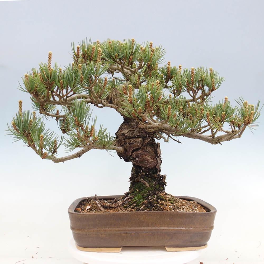 Bonsai für draußen - Pinus parviflora - Pinus parviflora