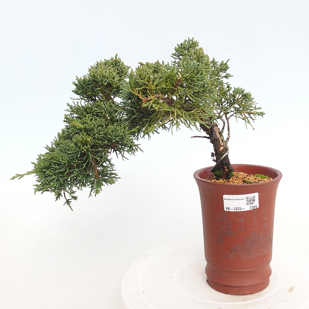 Bonsai für draußen - Juniperus chinensis Kishu
