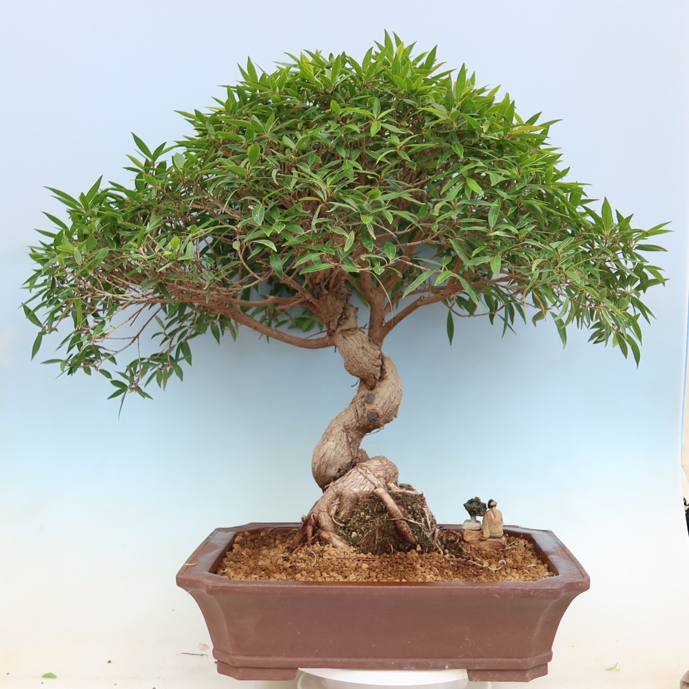 Zimmerbonsai - Ficus nerifolia - Kleinblättriger Ficus
