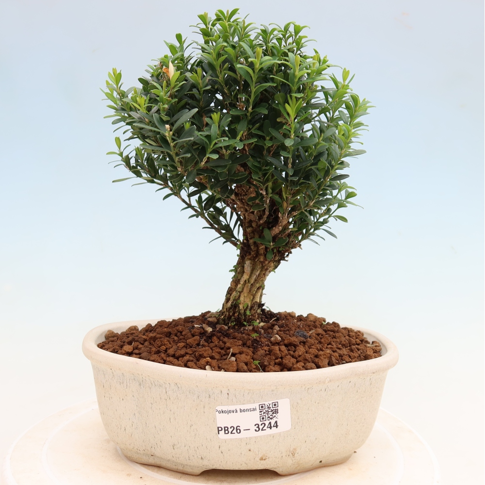 Zimmer Bonsai - Buxus harlandii - Korkbuxus