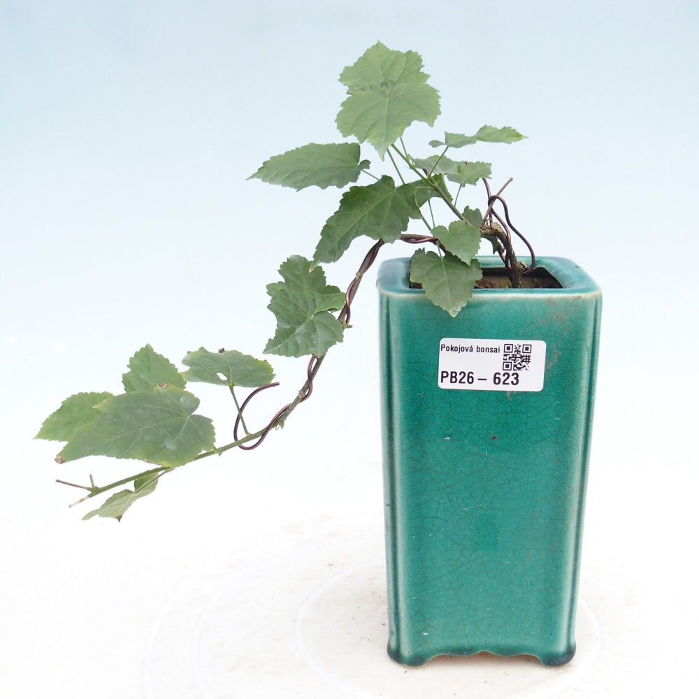 Zimmerbonsai - Abutilon Big Bell - Moltebeere