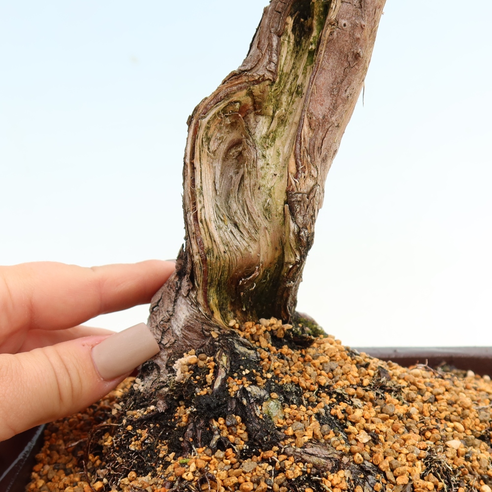 Bonsai für draußen - Juniperus chinensis Itoigawa-Juniperus chinensis